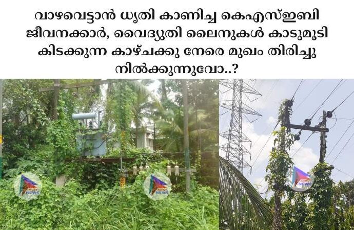 വാഴവെട്ടാൻ ധൃതി കാണിച്ച കെഎസ്ഇബി ജീവനക്കാർ, വൈദ്യുതി ലൈനുകൾ കാടുമൂടി കിടക്കുന്ന കാഴ്ചക്കു നേരെ മുഖം തിരിച്ചു നിൽക്കുന്നുവോ..?