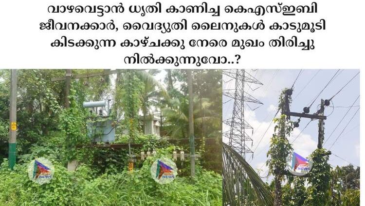 വാഴവെട്ടാൻ ധൃതി കാണിച്ച കെഎസ്ഇബി ജീവനക്കാർ, വൈദ്യുതി ലൈനുകൾ കാടുമൂടി കിടക്കുന്ന കാഴ്ചക്കു നേരെ മുഖം തിരിച്ചു നിൽക്കുന്നുവോ..?