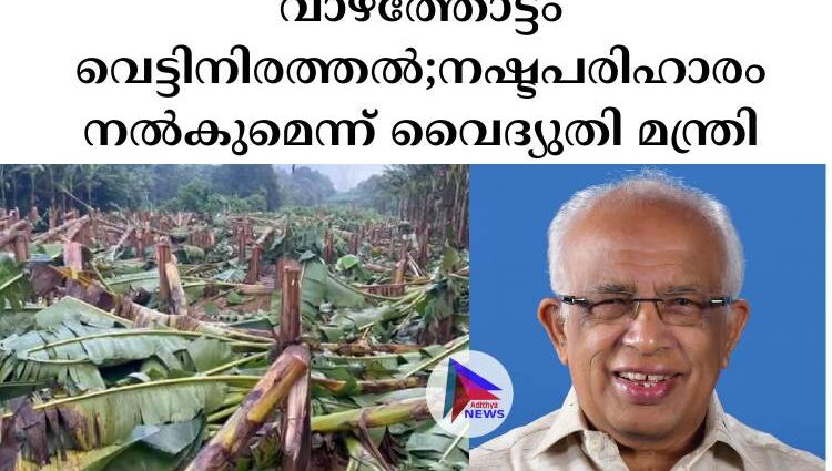 വാഴത്തോട്ടം വെട്ടിനിരത്തൽ;നഷ്ടപരിഹാരം നല്‍കുമെന്ന് വൈദ്യുതി മന്ത്രി