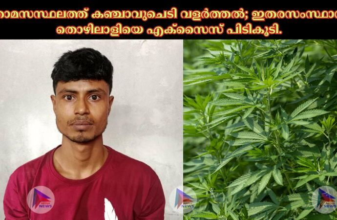 താമസസ്ഥലത്ത് കഞ്ചാവുചെടി വളർത്തൽ; ഇതരസംസ്ഥാന തൊഴിലാളിയെ എക്സൈസ് പിടികൂടി.