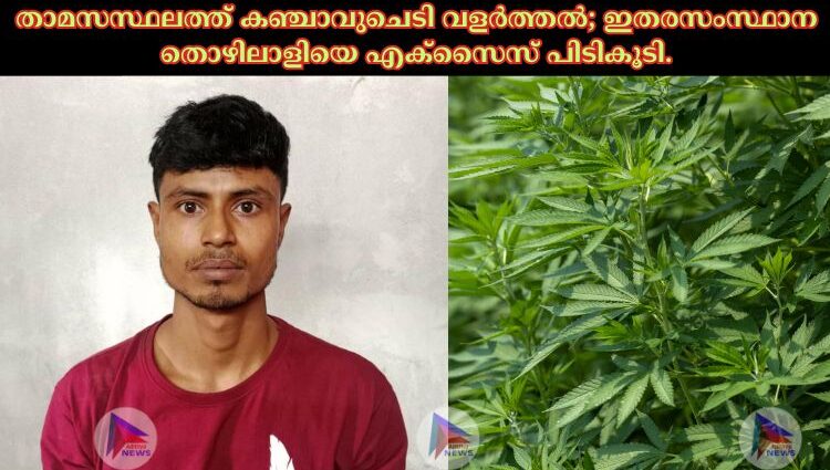 താമസസ്ഥലത്ത് കഞ്ചാവുചെടി വളർത്തൽ; ഇതരസംസ്ഥാന തൊഴിലാളിയെ എക്സൈസ് പിടികൂടി.