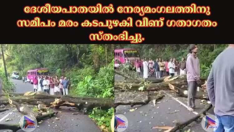 ദേശീയപാതയിൽ നേര്യമംഗലത്തിനു സമീപം മരം കടപുഴകി വീണ് ഗതാഗതം സ്തംഭിച്ചു.