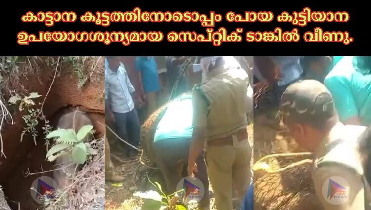 കാട്ടാന കൂട്ടത്തിനോടൊപ്പം പോയ കുട്ടിയാന ഉപയോഗശൂന്യമായ സെപ്റ്റിക് ടാങ്കിൽ വീണു.