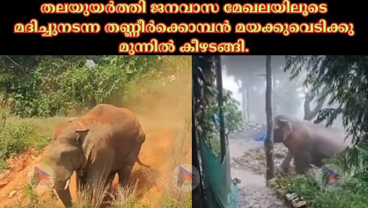 തലയുയർത്തി ജനവാസ മേഖലയിലൂടെ മദിച്ചുനടന്ന തണ്ണീർക്കൊമ്പൻ മയക്കുവെടിക്കു മുന്നിൽ കീഴടങ്ങി.