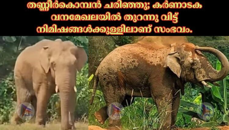 തണ്ണീർകൊമ്പൻ ചരിഞ്ഞു; കർണാടക വനമേഖലയിൽ തുറന്നു വിട്ട് നിമിഷങ്ങൾക്കുള്ളിലാണ് സംഭവം.