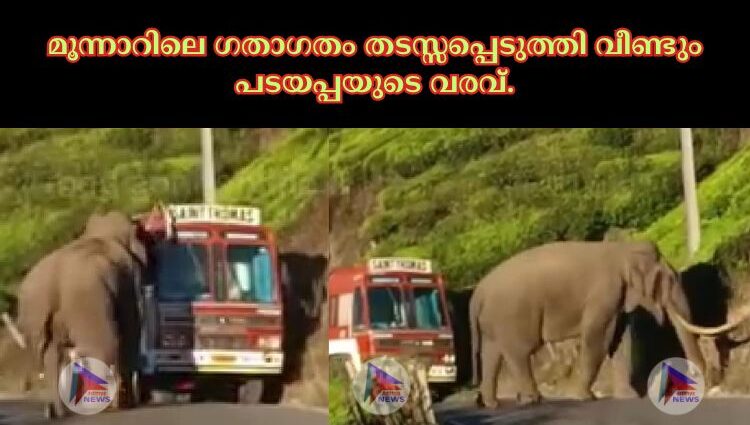 മൂന്നാറിലെ ഗതാഗതം തടസ്സപ്പെടുത്തി വീണ്ടും പടയപ്പയുടെ വരവ്.