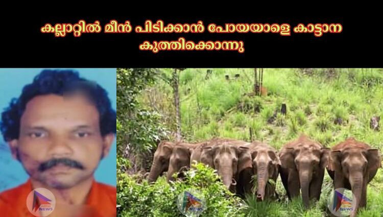 കല്ലാറ്റില്‍ മീൻ പിടിക്കാൻ പോയയാളെ കാട്ടാന കുത്തിക്കൊന്നു