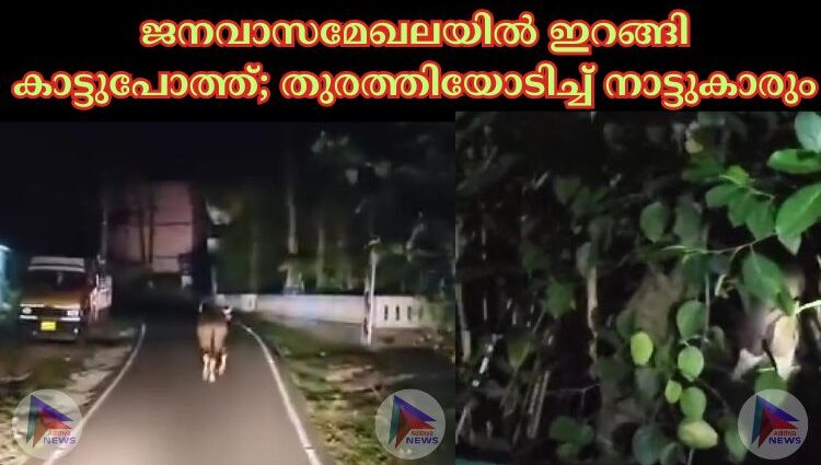 ജനവാസമേഖലയിൽ ഇറങ്ങി കാട്ടുപോത്ത്; തുരത്തിയോടിച്ച് നാട്ടുകാരും