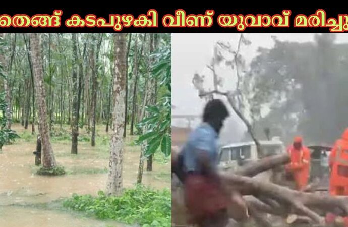 തെങ്ങ് കടപുഴകി വീണ് യുവാവ് മരിച്ചു