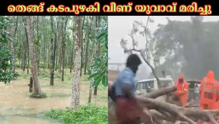 തെങ്ങ് കടപുഴകി വീണ് യുവാവ് മരിച്ചു