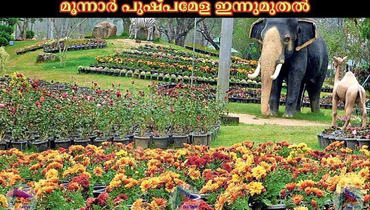 മൂന്നാര്‍ പുഷ്പമേള ഇന്നുമുതല്‍