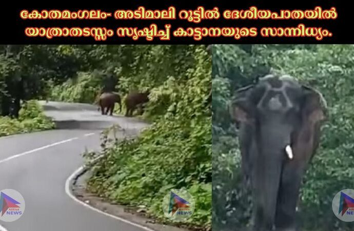 കോതമംഗലം- അടിമാലി റൂട്ടിൽ ദേശീയപാതയിൽ യാത്രാതടസ്സം സൃഷ്ടിച്ച് കാട്ടാനയുടെ സാന്നിധ്യം.