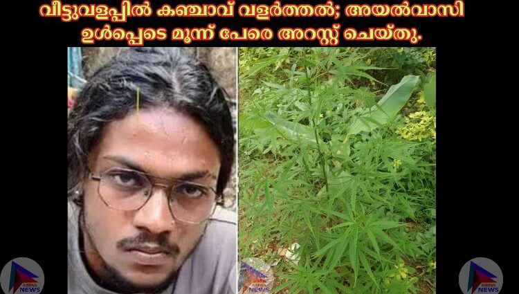 വീട്ടുവളപ്പിൽ കഞ്ചാവ് വളർത്തൽ; അയൽവാസി ഉൾപ്പെടെ മൂന്ന് പേരെ അറസ്റ്റ് ചെയ്തു.