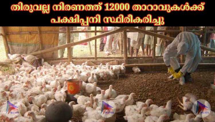 തിരുവല്ല നിരണത്ത് 12000 താറാവുകള്‍ക്ക് പക്ഷിപ്പനി സ്ഥിരീകരിച്ചു