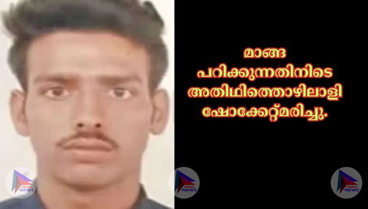 മാങ്ങ പറിക്കുന്നതിനിടെ അതിഥിത്തൊഴിലാളി ഷോക്കേറ്റ്മരിച്ചു.