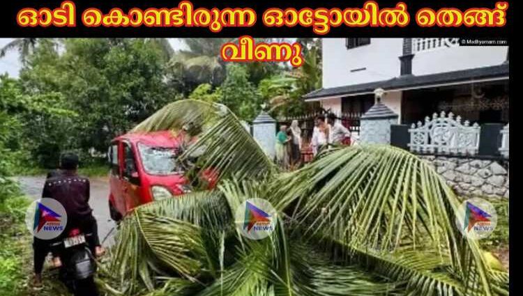 ഓടി കൊണ്ടിരുന്ന ഓട്ടോയില്‍ തെങ്ങ് വീണു