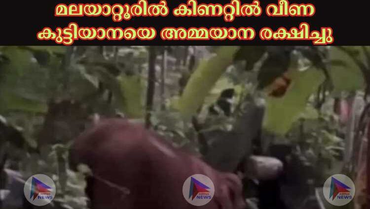 മലയാറ്റൂരില്‍ കിണറ്റില്‍ വീണ കുട്ടിയാനയെ അമ്മയാന രക്ഷിച്ചു