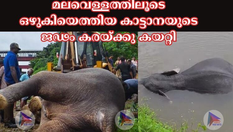 മലവെള്ളത്തിലൂടെ ഒഴുകിയെത്തിയ കാട്ടാനയുടെ ജഢം കരയ്ക്കു കയറ്റി