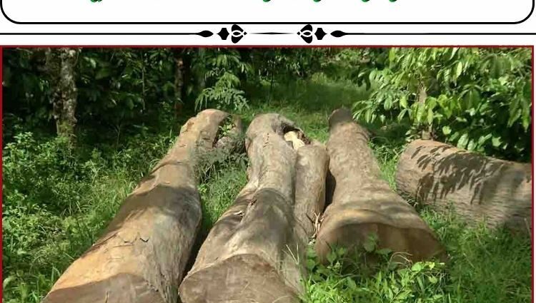 മുട്ടില്‍ മരംമുറി കേസില്‍ റിപ്പോര്‍ട്ടര്‍ മുന്‍ മേധാവി എം.വി നികേഷ് കുമാറും കുരുക്കില്‍